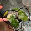 plant/Tri color yucatán princess pup-0-thumbnail
