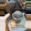 plant/Astrophytum Asterias “Super Kabuto” - Chris’ Choice-0-thumbnail