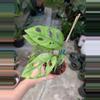 plant/Monstera Adansonii Mint Variegated 4" pot, live plant,indoor plant grower choice-0-thumbnail