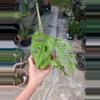 plant/Monstera Adansonii Mint Variegated 4" pot, live plant,indoor plant grower choice-1-thumbnail