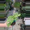 plant/Monstera Adansonii Mint Variegated 4" pot, live plant,indoor plant grower choice-2-thumbnail