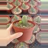plant/Penis Cactus - Double Node (Short Form) 4”-0-thumbnail