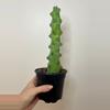 plant/4” Boobie Cactus-1-thumbnail