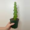 plant/4” Boobie Cactus-0-thumbnail