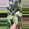 plant/Alocasia batic-0-thumbnail