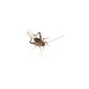 plant/Live Crickets – ¾” Size (Large) 1000ct Feeders-0-thumbnail