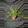 plant/Firestick Pencil Cactus-0-thumbnail