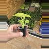 plant/Syngonium golden allusion starter plant growers choice-6-thumbnail