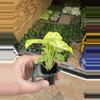 plant/Syngonium golden allusion starter plant growers choice-5-thumbnail