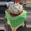 plant/3" square pot geometric-0-thumbnail