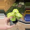 plant/Syngonium golden allusion starter plant growers choice-4-thumbnail