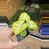 plant/Syngonium golden allusion starter plant growers choice-3-thumbnail