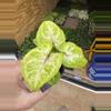 plant/Syngonium golden allusion starter plant growers choice-2-thumbnail