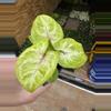 plant/Syngonium golden allusion starter plant growers choice-1-thumbnail