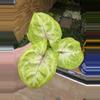 plant/Syngonium golden allusion starter plant growers choice-0-thumbnail