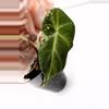 plant/Alocasia Pink Black Velvet (A6)-3-thumbnail