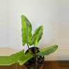 plant/3” Alocasia Lauterbachiana Aurea-1-thumbnail