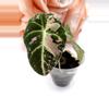 plant/Alocasia Pink Black Velvet (A6)-0-thumbnail