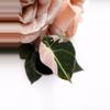 plant/Alocasia Pink Black Velvet (A5)-0-thumbnail