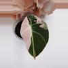 plant/Alocasia Pink Black Velvet (A5)-1-thumbnail