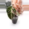plant/Alocasia Pink Black Velvet (A6)-2-thumbnail