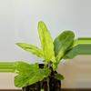 plant/3” Alocasia Lauterbachiana Aurea-0-thumbnail
