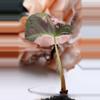 plant/Alocasia Pink Black Velvet (A5)-3-thumbnail