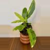 plant/3” Alocasia Lauterbachiana Aurea-2-thumbnail