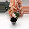 plant/Alocasia Pink Black Velvet (A5)-2-thumbnail