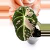plant/Alocasia Pink Black Velvet (A6)-1-thumbnail