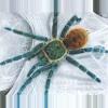 plant/8x10 Print - Fine art Print of my Original GBB Tarantula Drawing-0-thumbnail