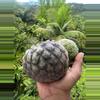 plant/Rare Annona scleroderma (Poshte) Seedling-0-thumbnail