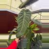 plant/Anthurium Marmorathum-0-thumbnail