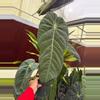 plant/Anthurium Marmorathum-1-thumbnail