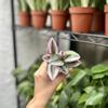 plant/Transescantia Nanouk Lilac 2 Inch - Pink Wandering Jew - Nanouk Plant-1-thumbnail