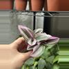 plant/Transescantia Nanouk Lilac 2 Inch - Pink Wandering Jew - Nanouk Plant-0-thumbnail