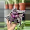 plant/Purple Passion 4 Inch Pot-0-thumbnail