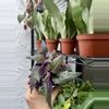 plant/Purple Passion 4 Inch Pot-2-thumbnail