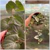plant/4” Piper Silver Fleck-0-thumbnail