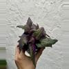 plant/Purple Passion 4 Inch Pot-1-thumbnail