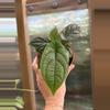 plant/4” Piper Parmatum-0-thumbnail