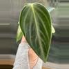 plant/2” Peperomia Maculosa-1-thumbnail