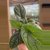 plant/4” Piper Parmatum-1-thumbnail