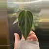 plant/2” Peperomia Maculosa-0-thumbnail