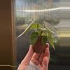 plant/2” Peperomia Maculosa-2-thumbnail