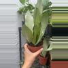 plant/Sansevieria Moonshine (4" Pot) - Moonshine Snake Plant - Mother In Laws Tongue-2-thumbnail