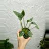 plant/Alocasia Tiny Dancer (4" Pot) - Miniature Elephant Ear Plant-0-thumbnail