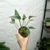 plant/Alocasia Tiny Dancer (4" Pot) - Miniature Elephant Ear Plant-1-thumbnail