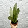 plant/Sansevieria Moonshine (4" Pot) - Moonshine Snake Plant - Mother In Laws Tongue-1-thumbnail