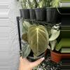 plant/Philodendron Melanochrysum (4" Pot) - Black Gold Philodendron-1-thumbnail